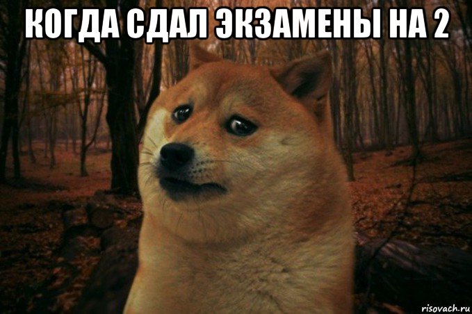 когда сдал экзамены на 2 , Мем SAD DOGE