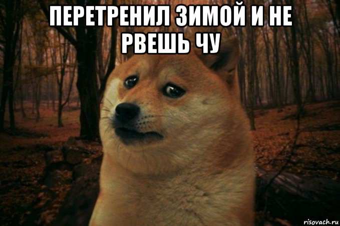 перетренил зимой и не рвешь чу , Мем SAD DOGE