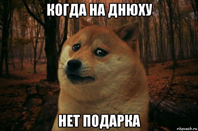 когда на днюху нет подарка, Мем SAD DOGE