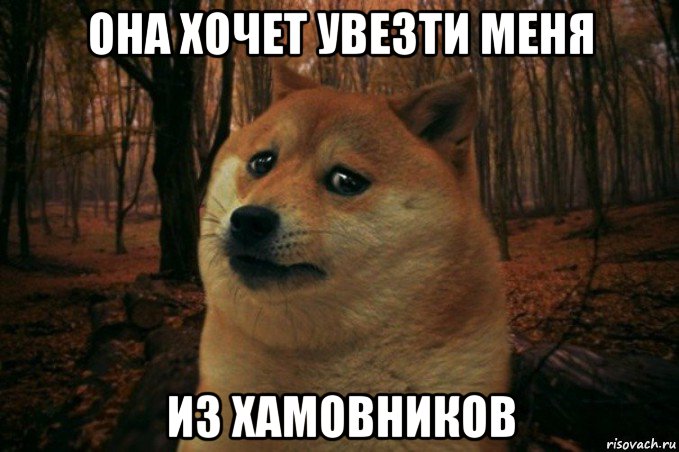 она хочет увезти меня из хамовников, Мем SAD DOGE