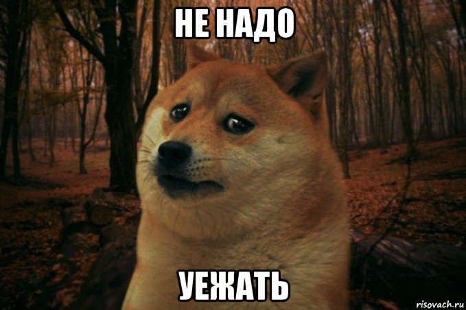 не надо уежать, Мем SAD DOGE