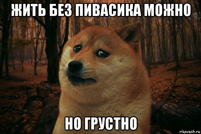 жить без пивасика можно но грустно, Мем SAD DOGE