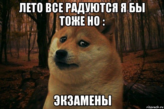 лето все радуются я бы тоже но : экзамены, Мем SAD DOGE