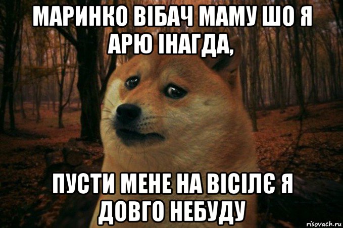 маринко вібач маму шо я арю інагда, пусти мене на вісілє я довго небуду, Мем SAD DOGE