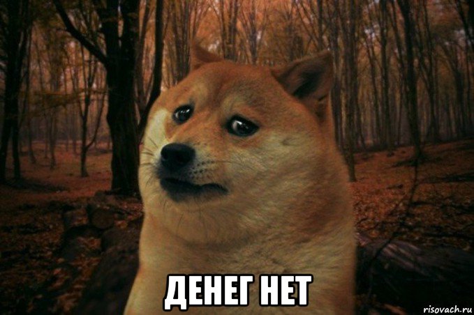  денег нет, Мем SAD DOGE