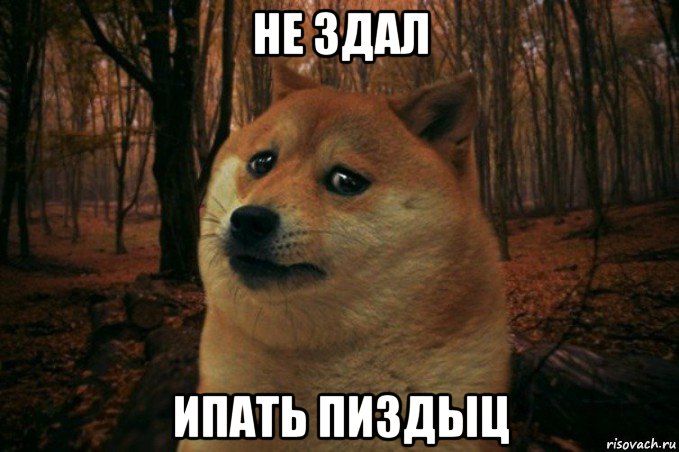 не здал ипать пиздыц, Мем SAD DOGE