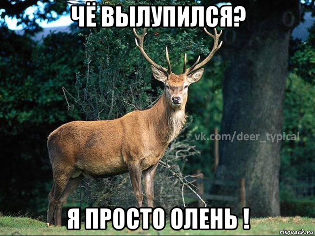 чё вылупился? я просто олень !