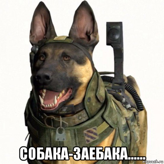  собака-заебака......, Мем собака из CoD