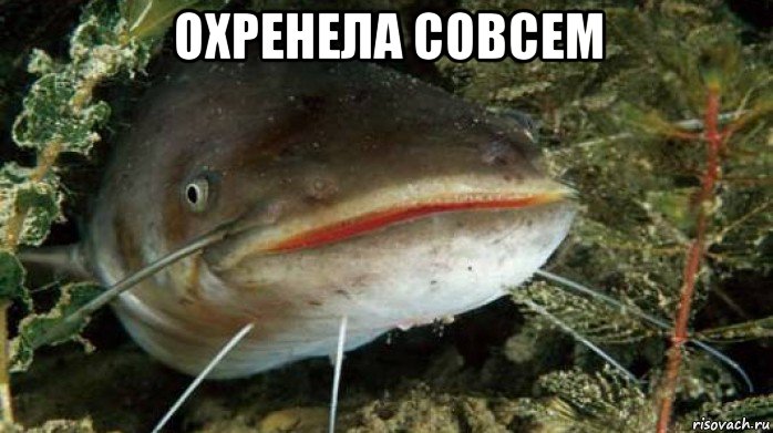 охренела совсем 