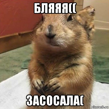 бляяя(( засосала(, Мем Суслик спрашивает