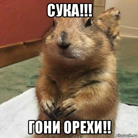 сука!!! гони орехи!!, Мем Суслик спрашивает