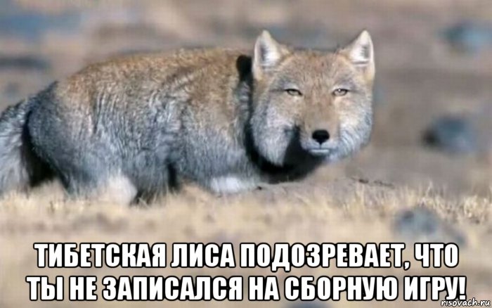  тибетская лиса подозревает, что ты не записался на сборную игру!