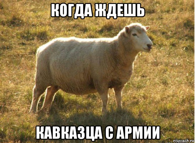 когда ждешь кавказца с армии, Мем Типичная овца