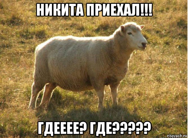 никита приехал!!! гдееее? где?????, Мем Типичная овца