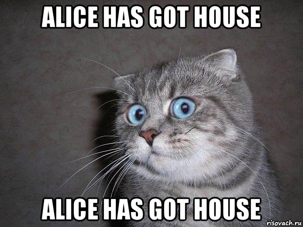 alice has got house alice has got house, Мем  удивлённый кот