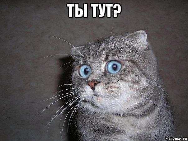 ты тут? , Мем  удивлённый кот