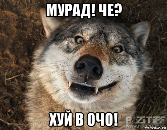 мурад! че? хуй в очо!