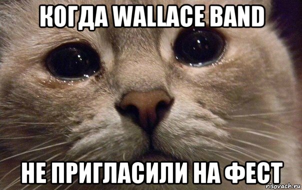 когда wallace band не пригласили на фест, Мем   В мире грустит один котик