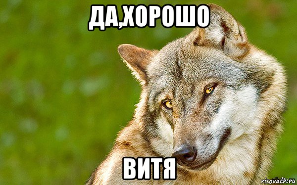 да,хорошо витя, Мем   Volf