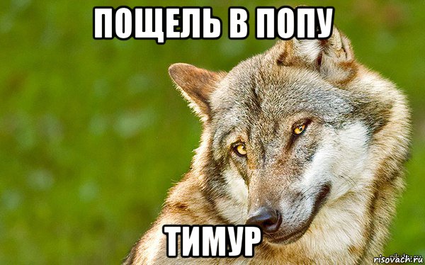 пощель в попу тимур, Мем   Volf