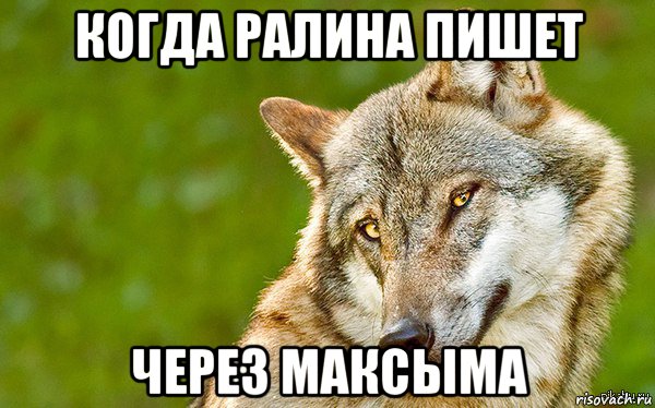 когда ралина пишет через максыма, Мем   Volf