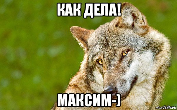 как дела! максим-), Мем   Volf