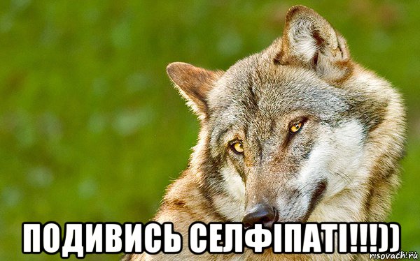  подивись селфіпаті!!!)), Мем   Volf