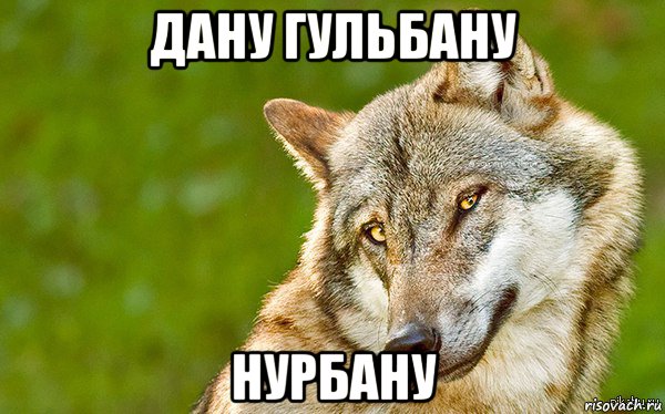 дану гульбану нурбану, Мем   Volf