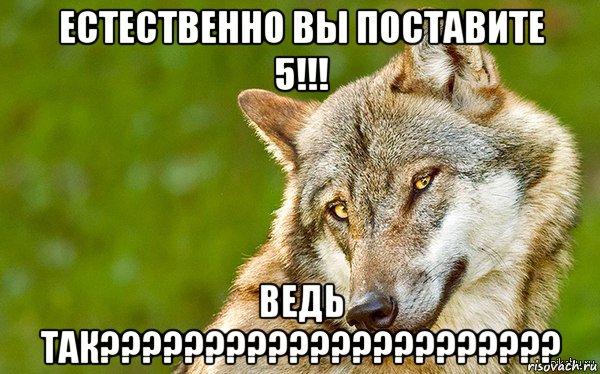 естественно вы поставите 5!!! ведь так??????????????????????, Мем   Volf