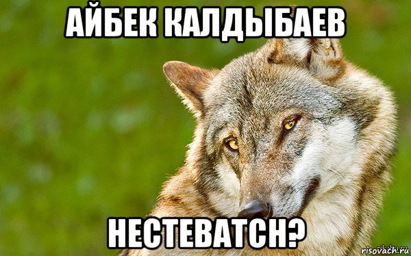 айбек калдыбаев нестеватсн?, Мем   Volf