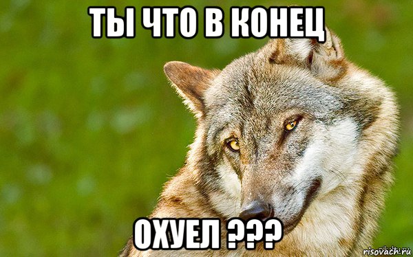 ты что в конец охуел ???, Мем   Volf