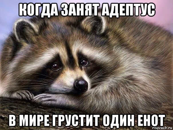 когда занят адептус в мире грустит один енот