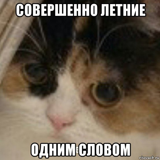 совершенно летние одним словом, Мем Зачем