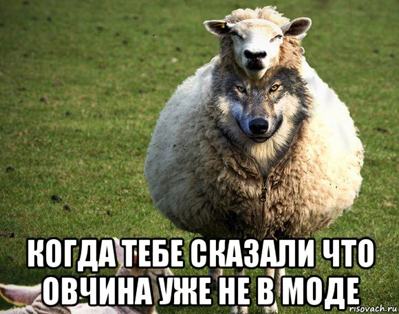 когда тебе сказали что овчина уже не в моде, Мем Злая Овца