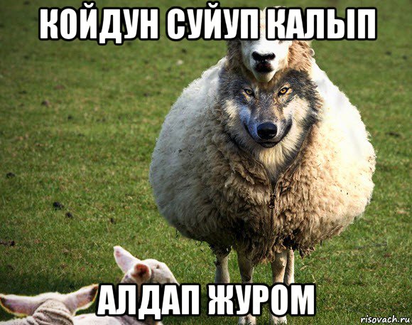 койдун суйуп калып алдап журом, Мем Злая Овца