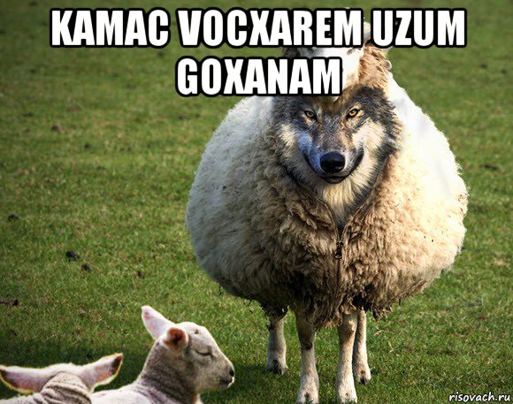 kamac vocxarem uzum goxanam , Мем Злая Овца