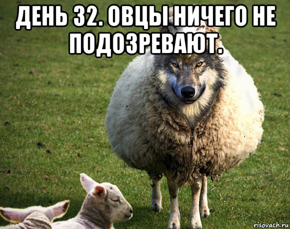 день 32. овцы ничего не подозревают. , Мем Злая Овца