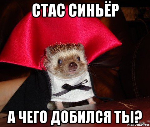 стас синьёр а чего добился ты?