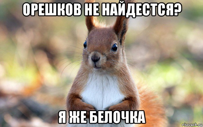 орешков не найдестся? я же белочка