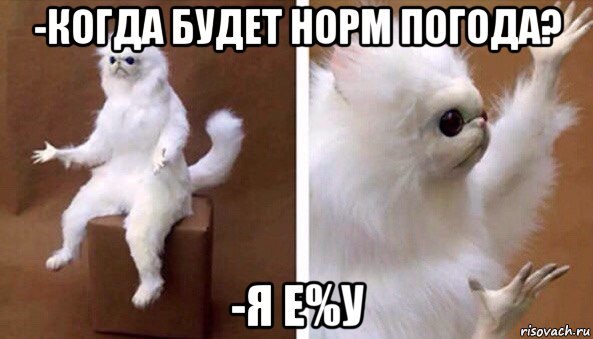 -когда будет норм погода? -я е%у, Мем Чучело кота