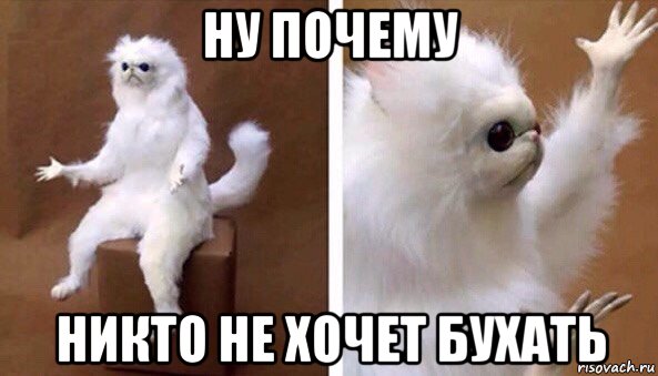 ну почему никто не хочет бухать, Мем Чучело кота