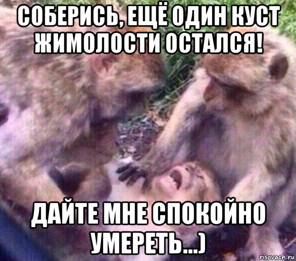 соберись, ещё один куст жимолости остался! дайте мне спокойно умереть...)