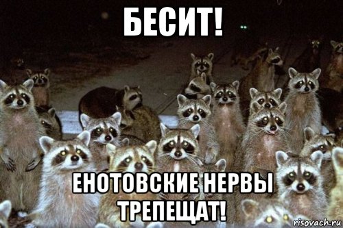 бесит! енотовские нервы трепещат!