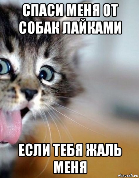 спаси меня от собак лайками если тебя жаль меня