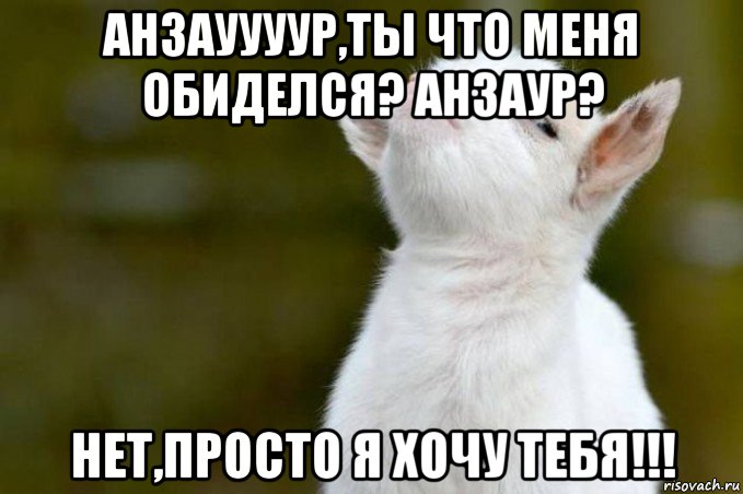 анзауууур,ты что меня обиделся? анзаур? нет,просто я хочу тебя!!!, Мем  Гордый козленок