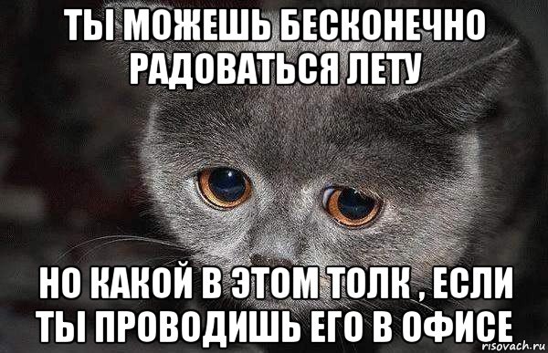 ты можешь бесконечно радоваться лету но какой в этом толк , если ты проводишь его в офисе, Мем  Грустный кот