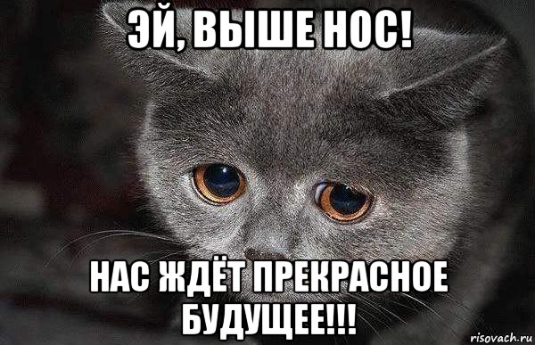 эй, выше нос! нас ждёт прекрасное будущее!!!, Мем  Грустный кот