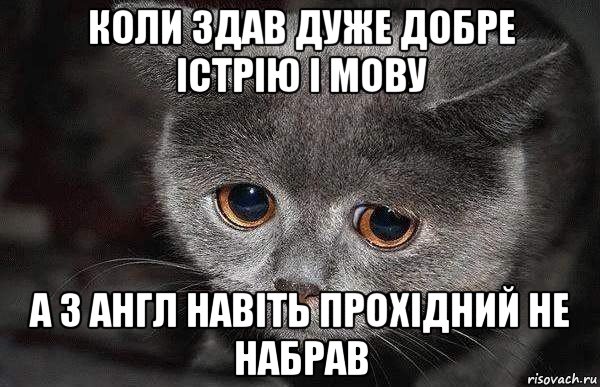 коли здав дуже добре істрію і мову а з англ навіть прохідний не набрав, Мем  Грустный кот