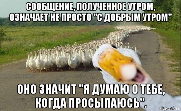 сообщение, полученное утром, означает не просто "с добрым утром" оно значит "я думаю о тебе, когда просыпаюсь"., Мем гуси