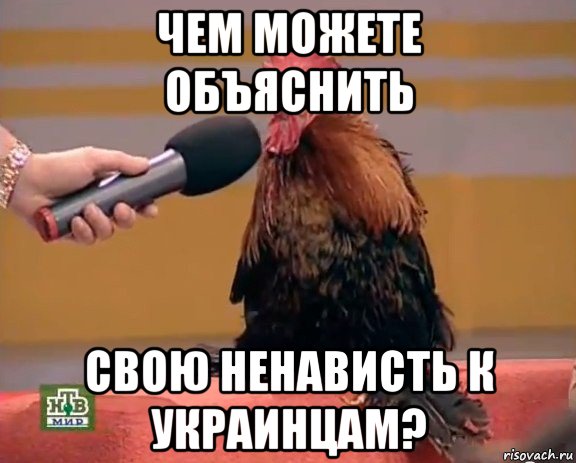 чем можете объяснить свою ненависть к украинцам?, Мем Интервью с петухом